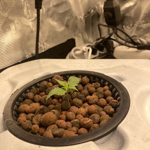 AMG growlog timeline photo