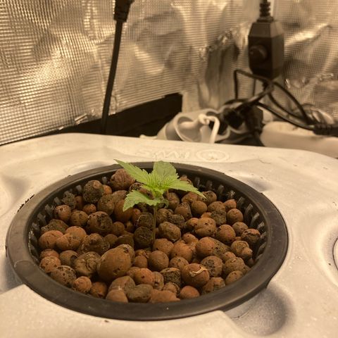 AMG growlog timeline photo