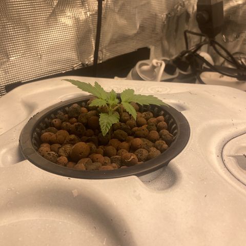 AMG growlog timeline photo