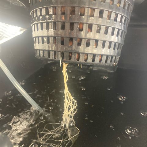 AMG growlog timeline photo