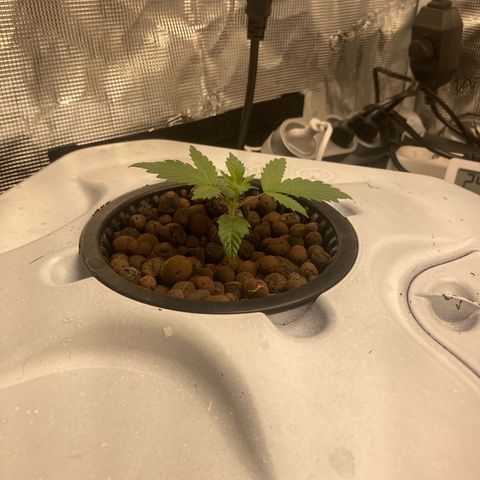 AMG growlog timeline photo
