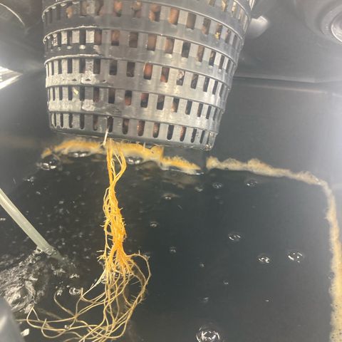 AMG growlog timeline photo