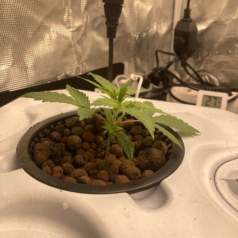 AMG growlog timeline photo