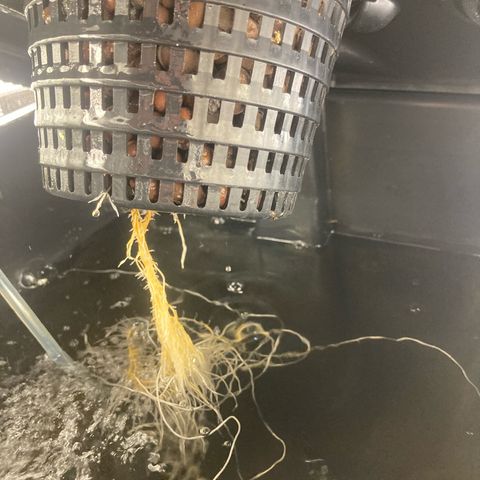 AMG growlog timeline photo