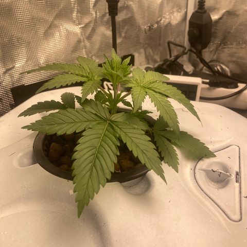 AMG growlog timeline photo