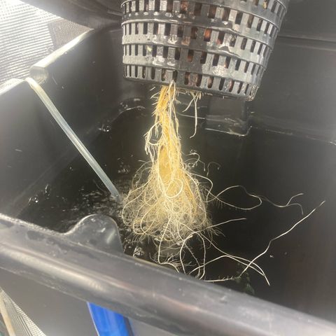 AMG growlog timeline photo