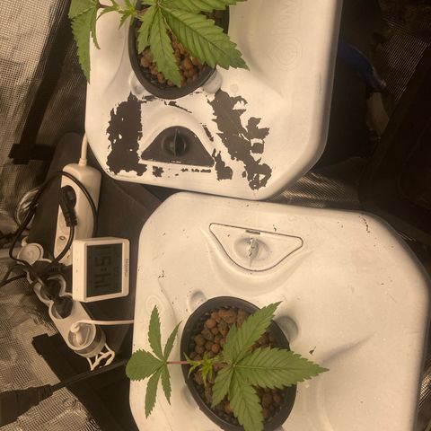 AMG growlog timeline photo