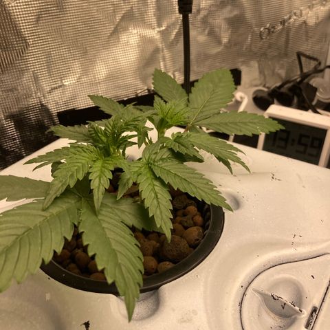 AMG growlog timeline photo