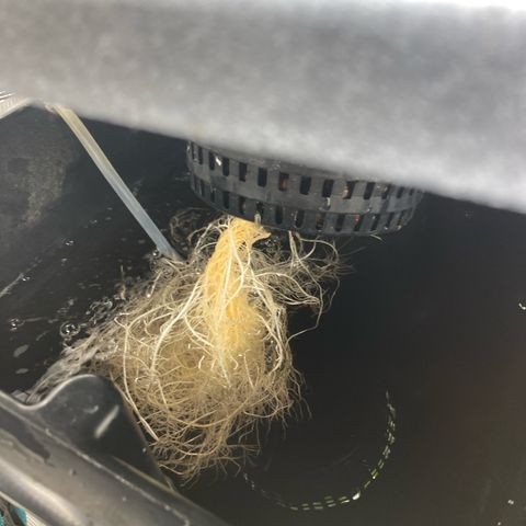 AMG growlog timeline photo