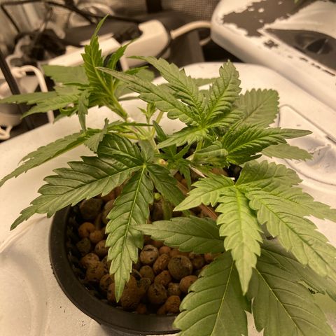 AMG growlog timeline photo