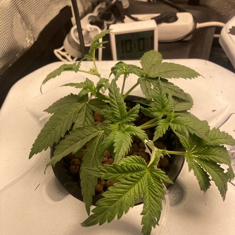 AMG growlog timeline photo