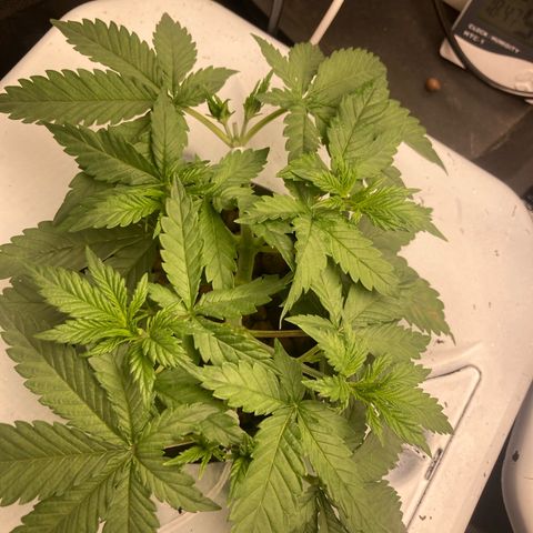 AMG growlog timeline photo