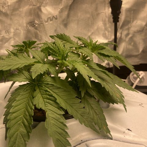 AMG growlog timeline photo