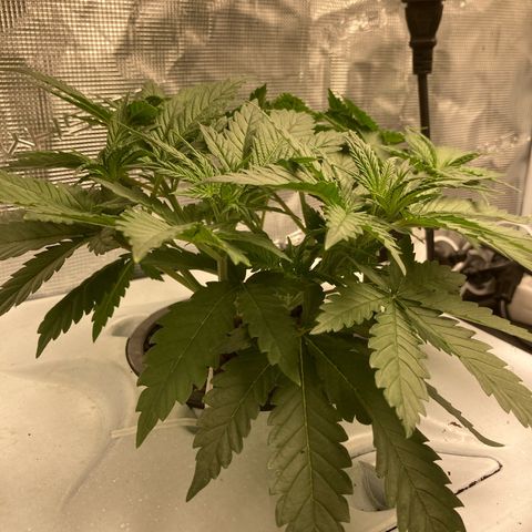 AMG growlog timeline photo