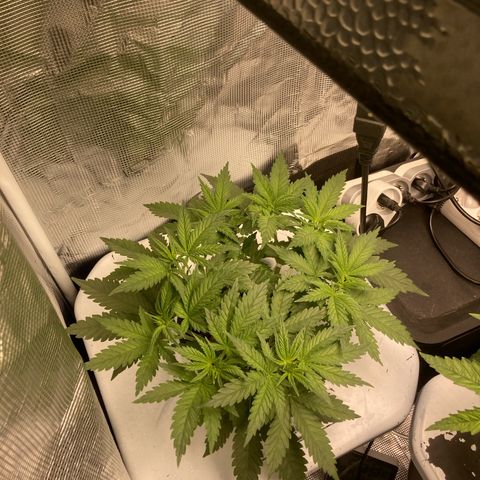 AMG growlog timeline photo