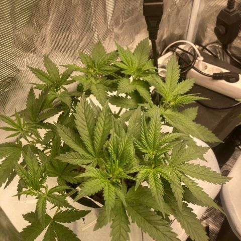 AMG growlog timeline photo