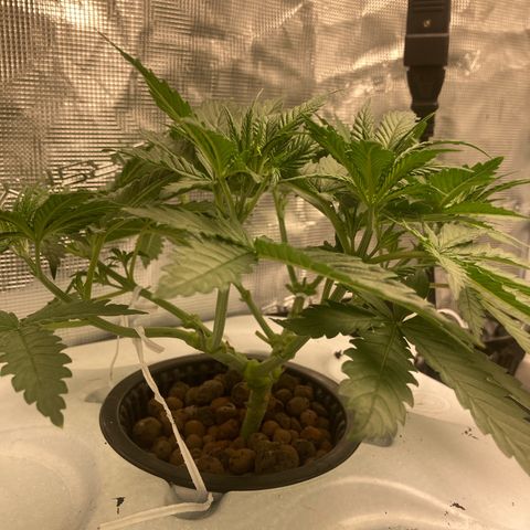 AMG growlog timeline photo