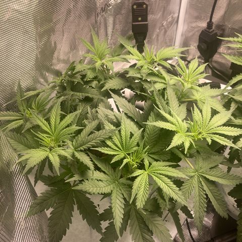 AMG growlog timeline photo