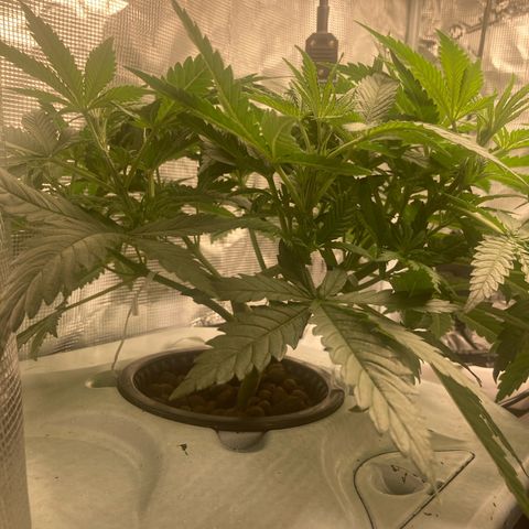 AMG growlog timeline photo