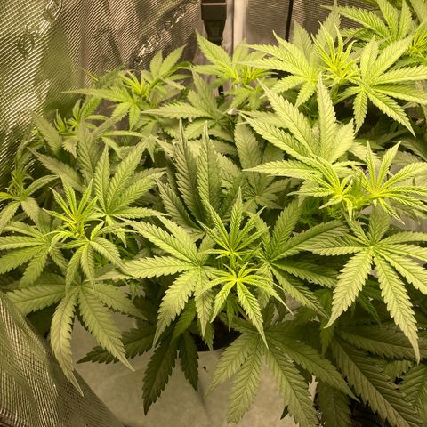 AMG growlog timeline photo