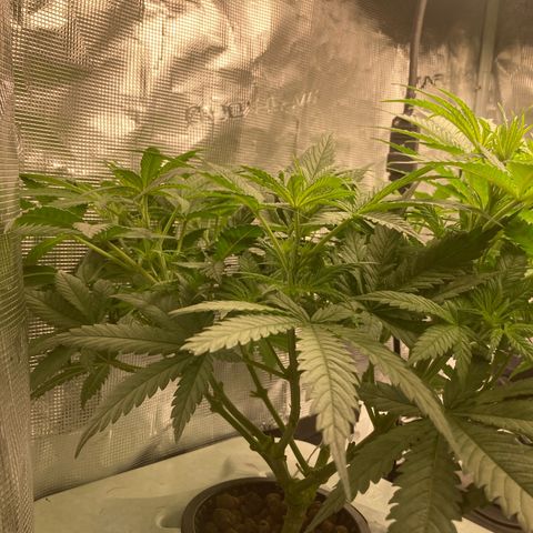 AMG growlog timeline photo