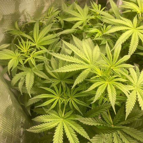 AMG growlog timeline photo