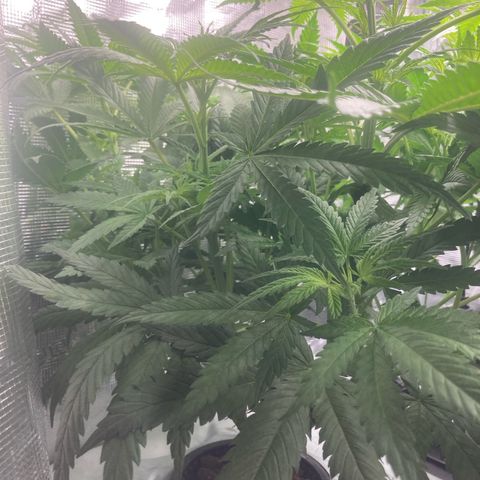 AMG growlog timeline photo