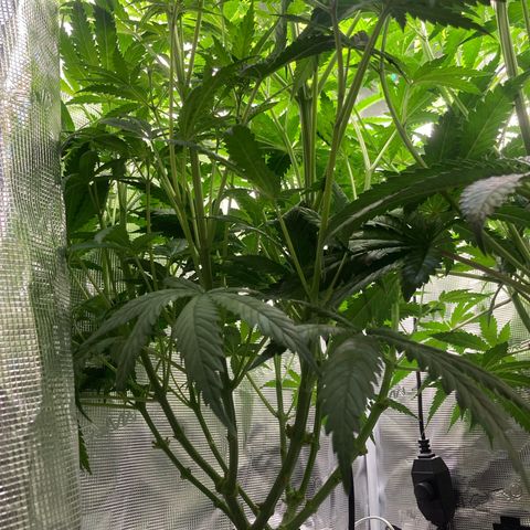 AMG growlog timeline photo