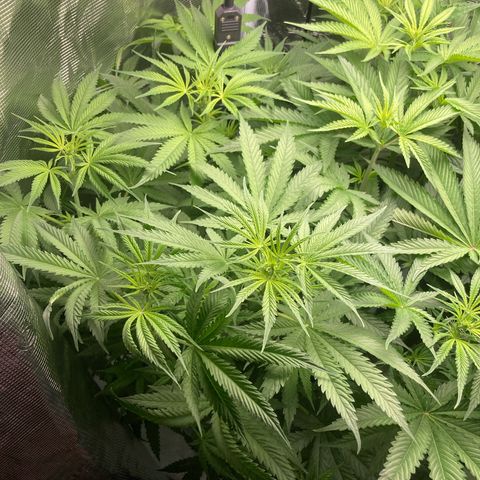 AMG growlog timeline photo