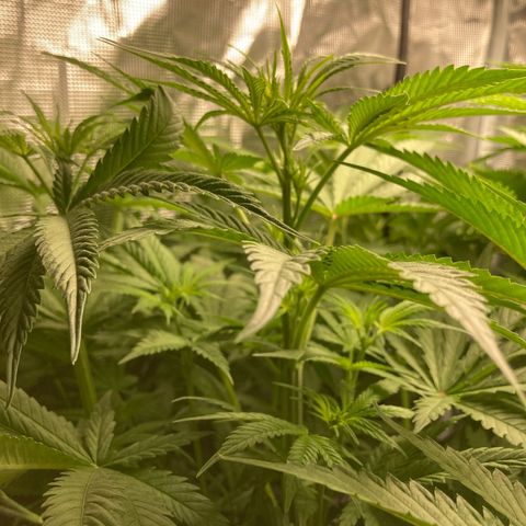 AMG growlog timeline photo