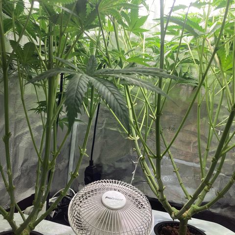 AMG growlog timeline photo