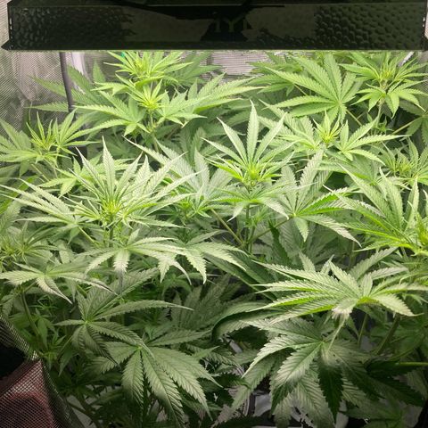 AMG growlog timeline photo