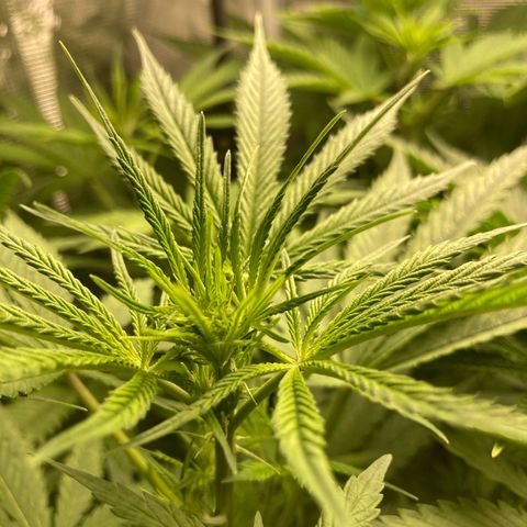 AMG growlog timeline photo