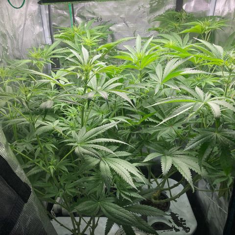 AMG growlog timeline photo