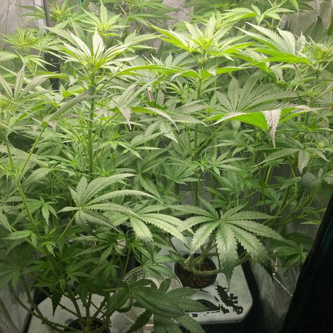 AMG growlog timeline photo
