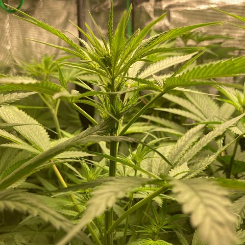 AMG growlog timeline photo
