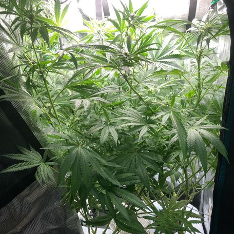 AMG growlog timeline photo