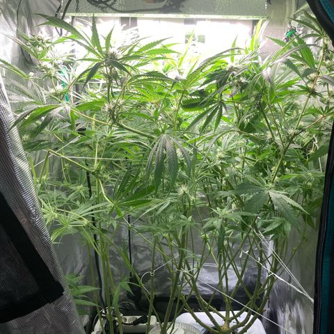 AMG growlog timeline photo