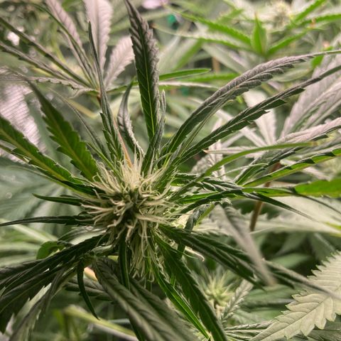 AMG growlog timeline photo
