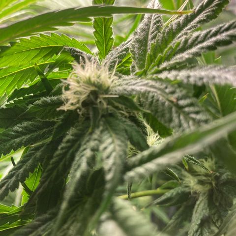 AMG growlog timeline photo