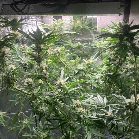 AMG growlog timeline photo