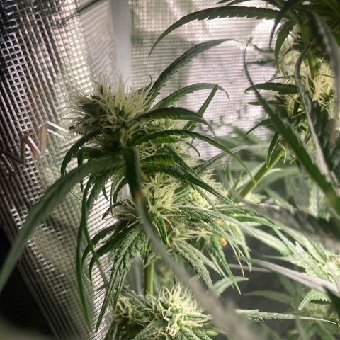 AMG growlog timeline photo