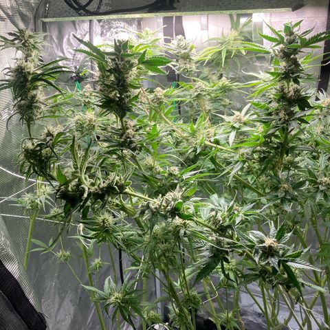 AMG growlog timeline photo
