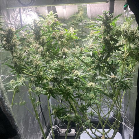 AMG growlog timeline photo