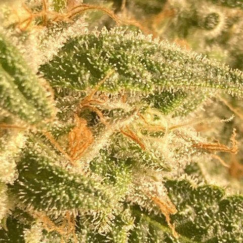 AMG growlog timeline photo