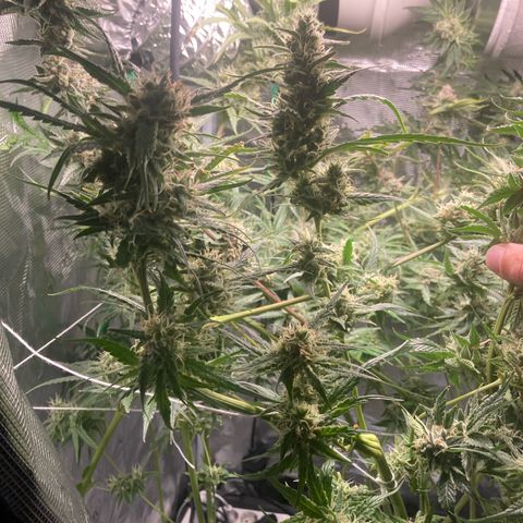 AMG growlog timeline photo