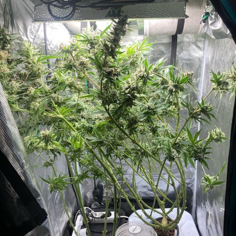 AMG growlog timeline photo