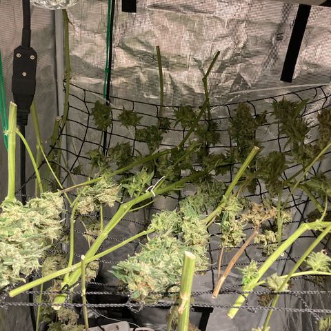AMG growlog timeline photo