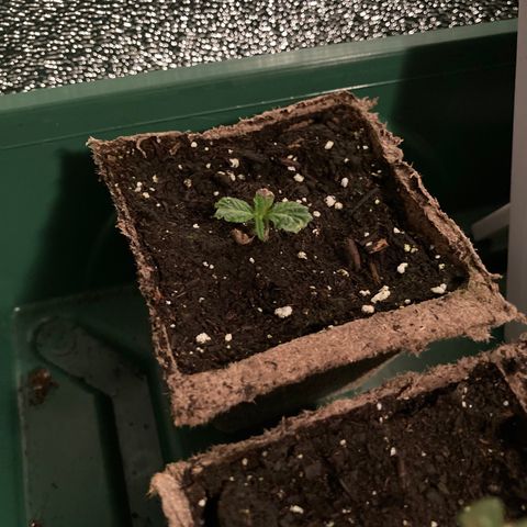Nuken growlog timeline photo