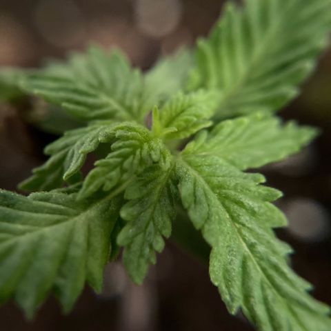 GSC x Jack Herer growlog timeline photo